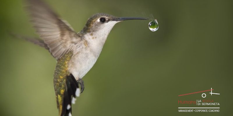 colibri